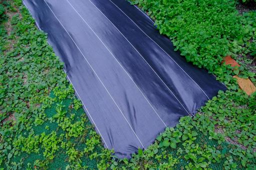 �h���V�[�g